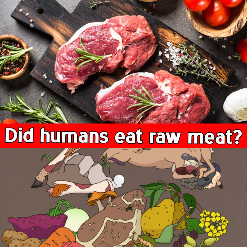 Did humans eat raw meat?