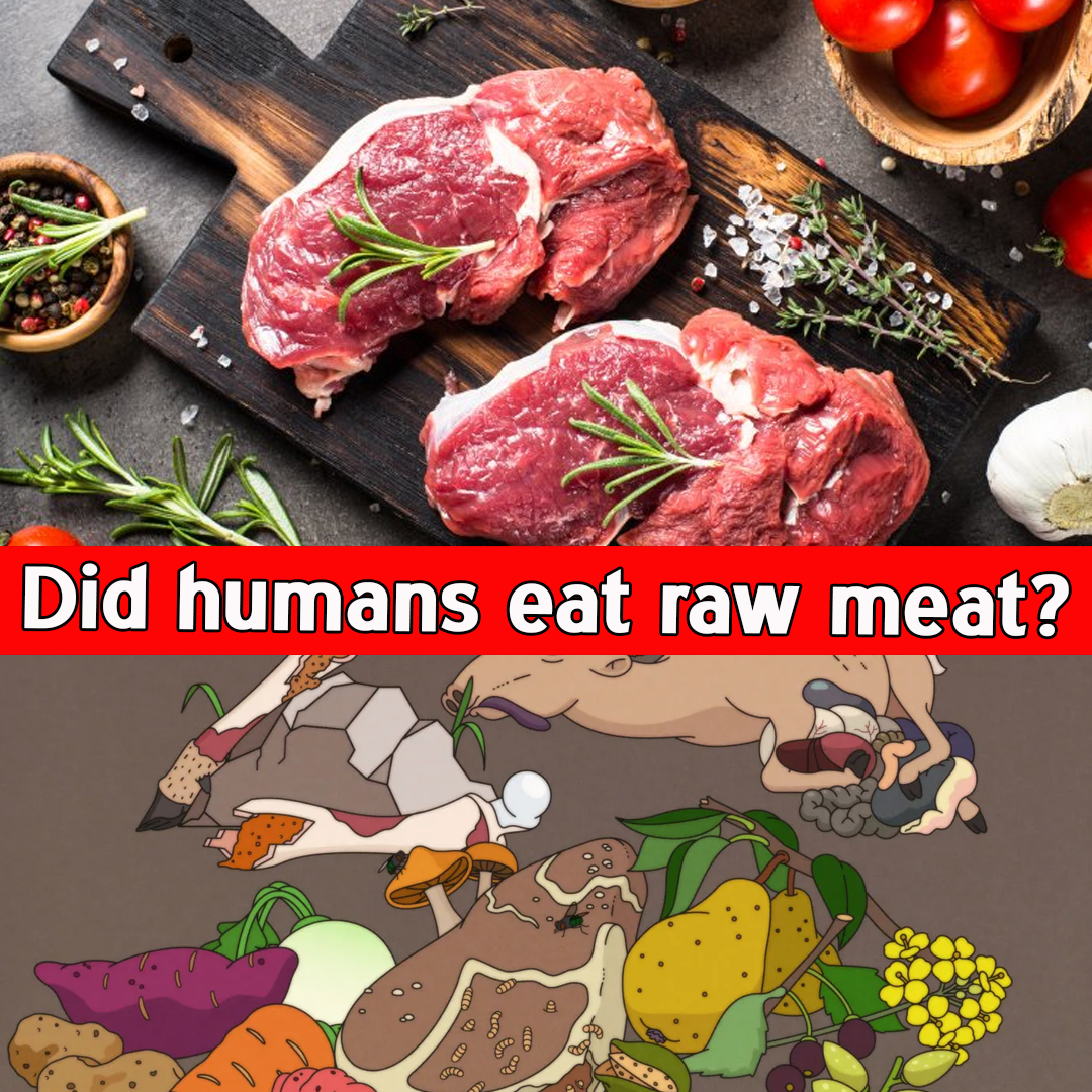 Did humans eat raw meat?