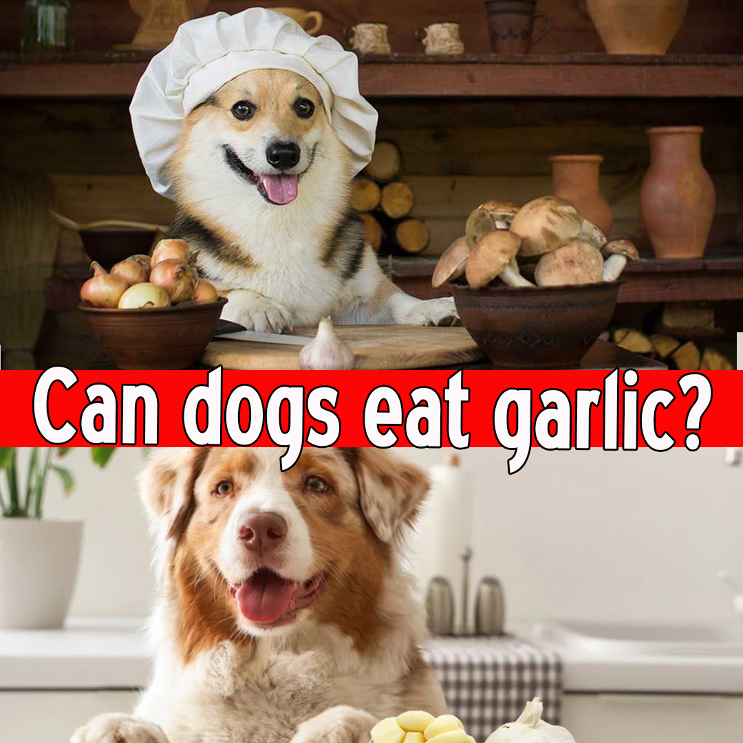 Can dogs eat garlic?