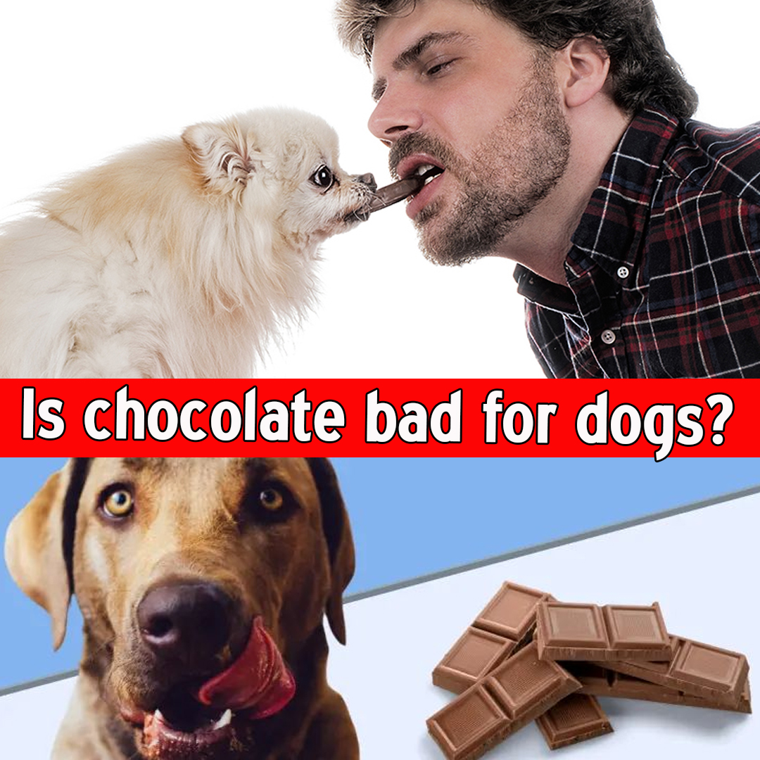Is chocolate bad for dogs?