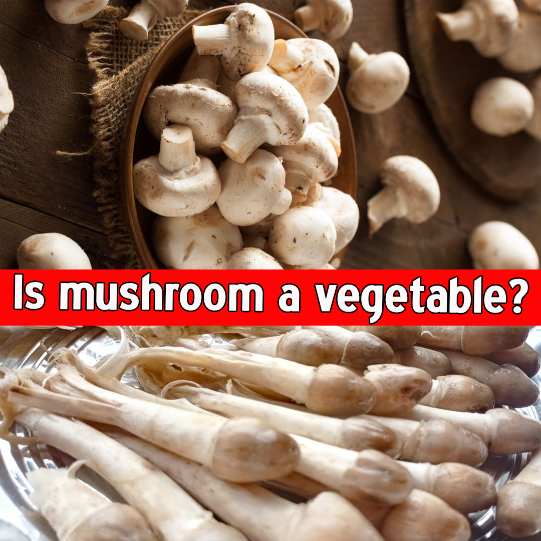 Is mushroom a vegetable?