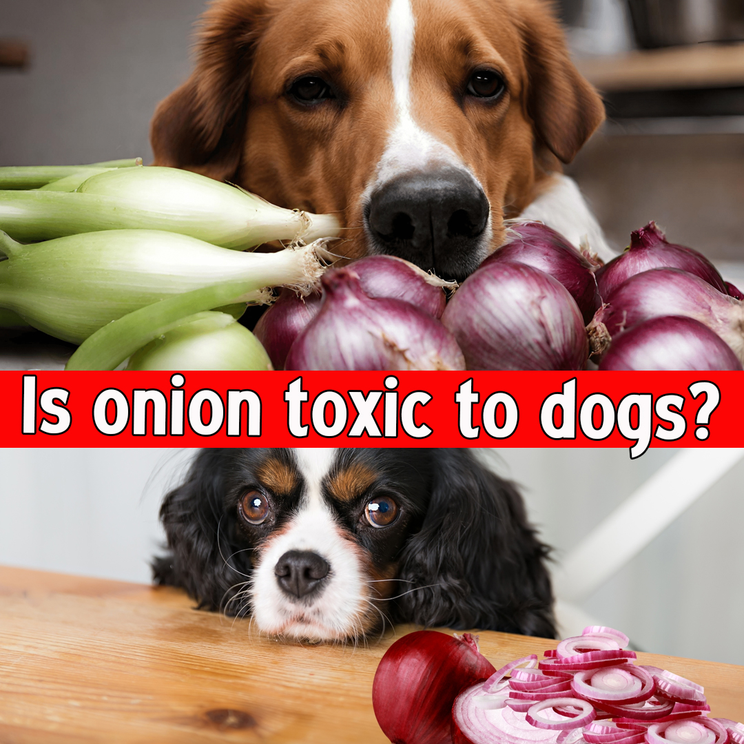 Is onion toxic to dogs?