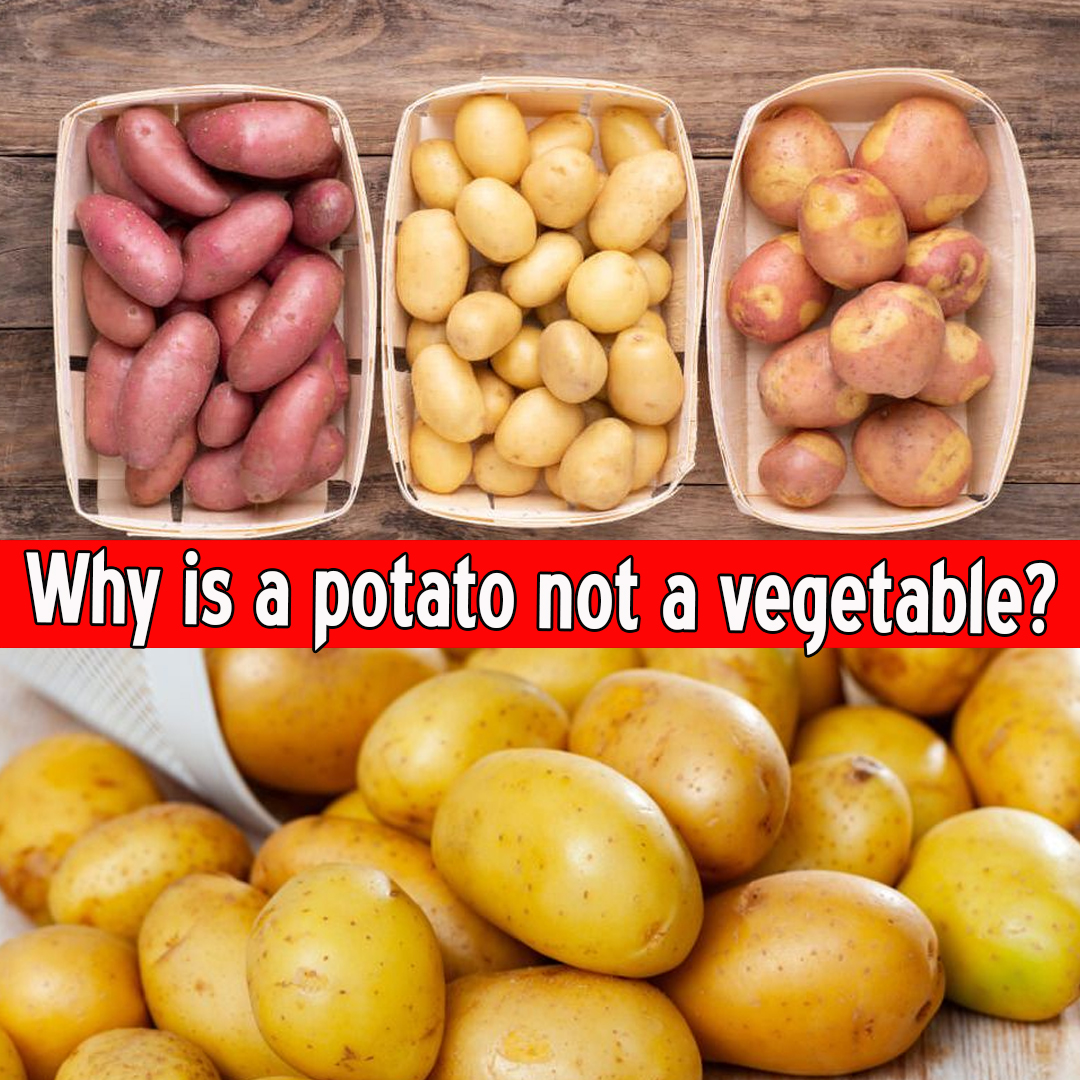 Why is a potato not a vegetable?